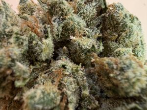 Lemon Skunk - Image 3