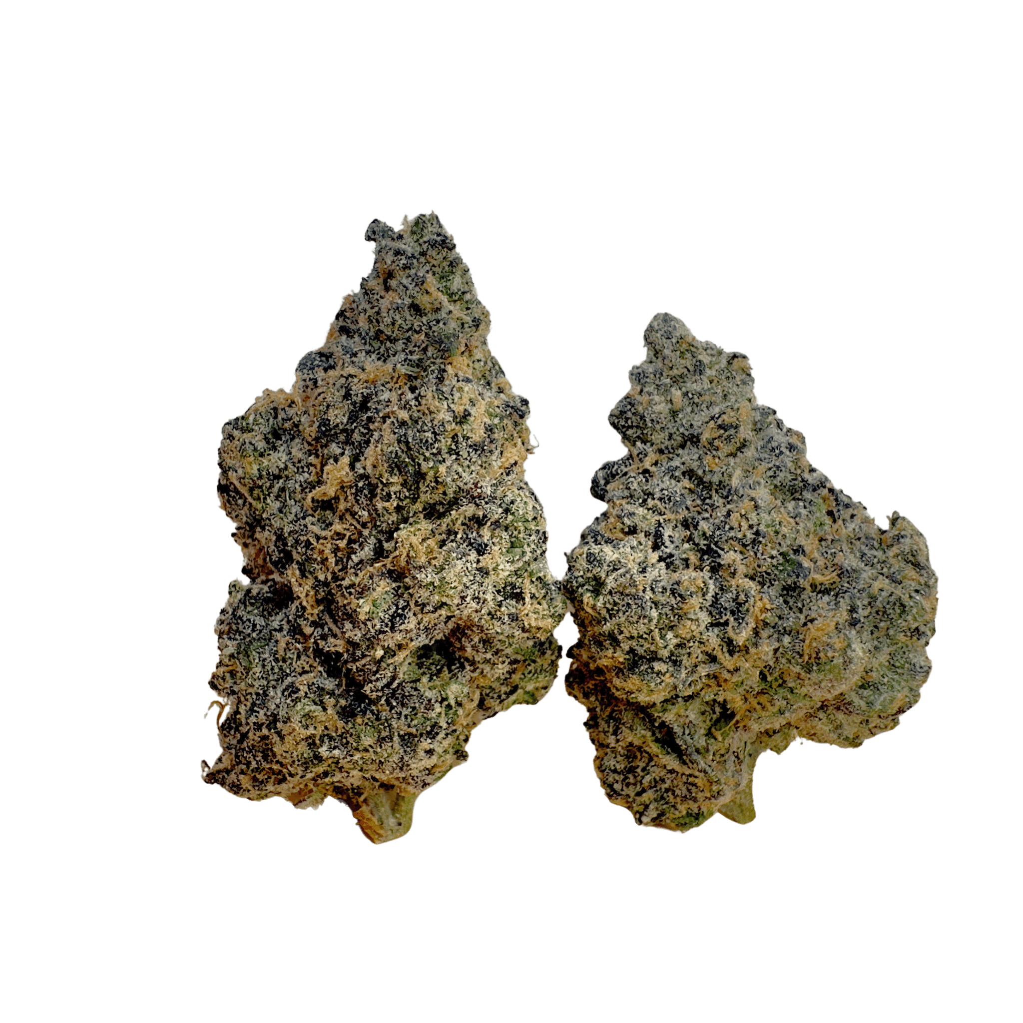 Passion Ivy High Maintenance NJ