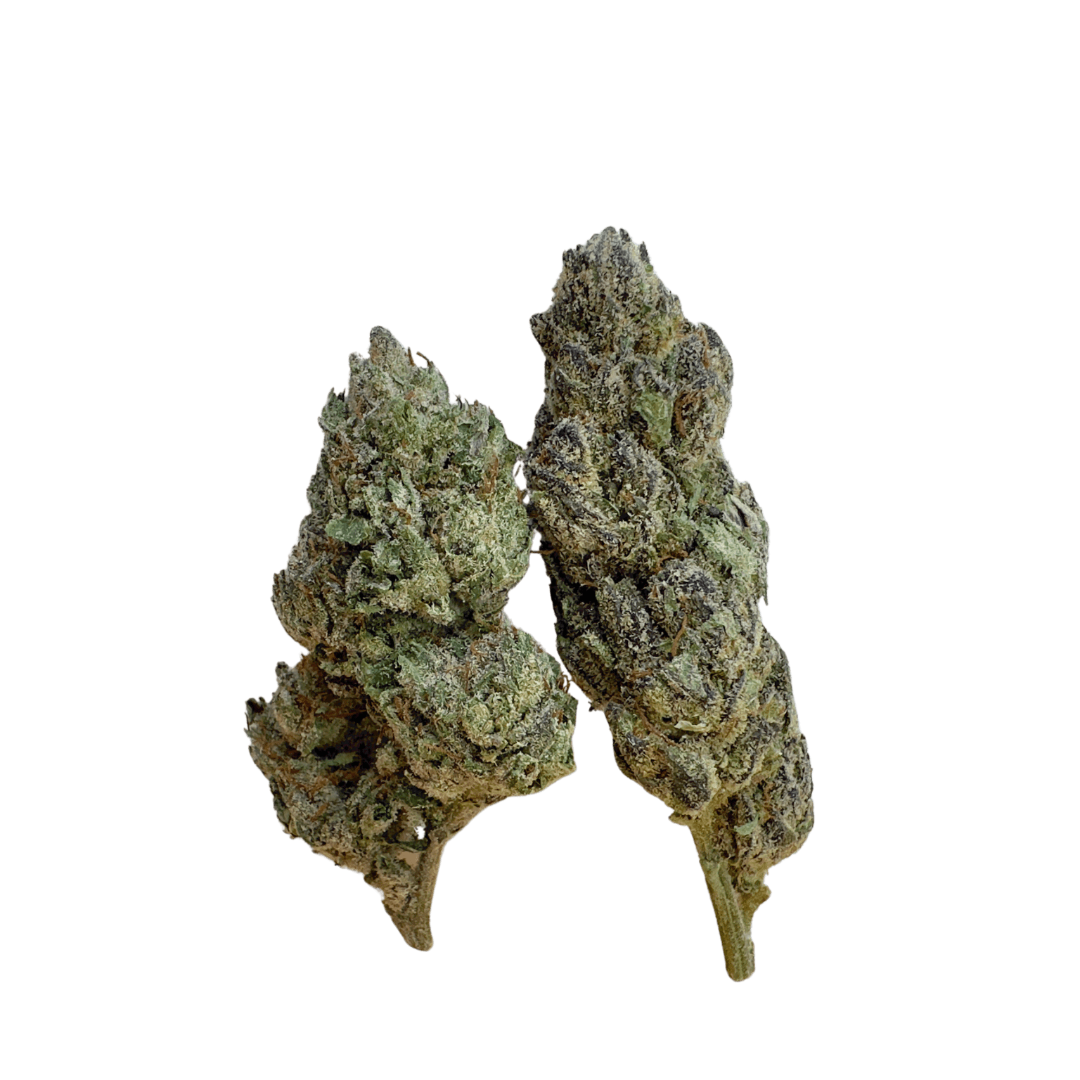 Gumbo High Maintenance NJ