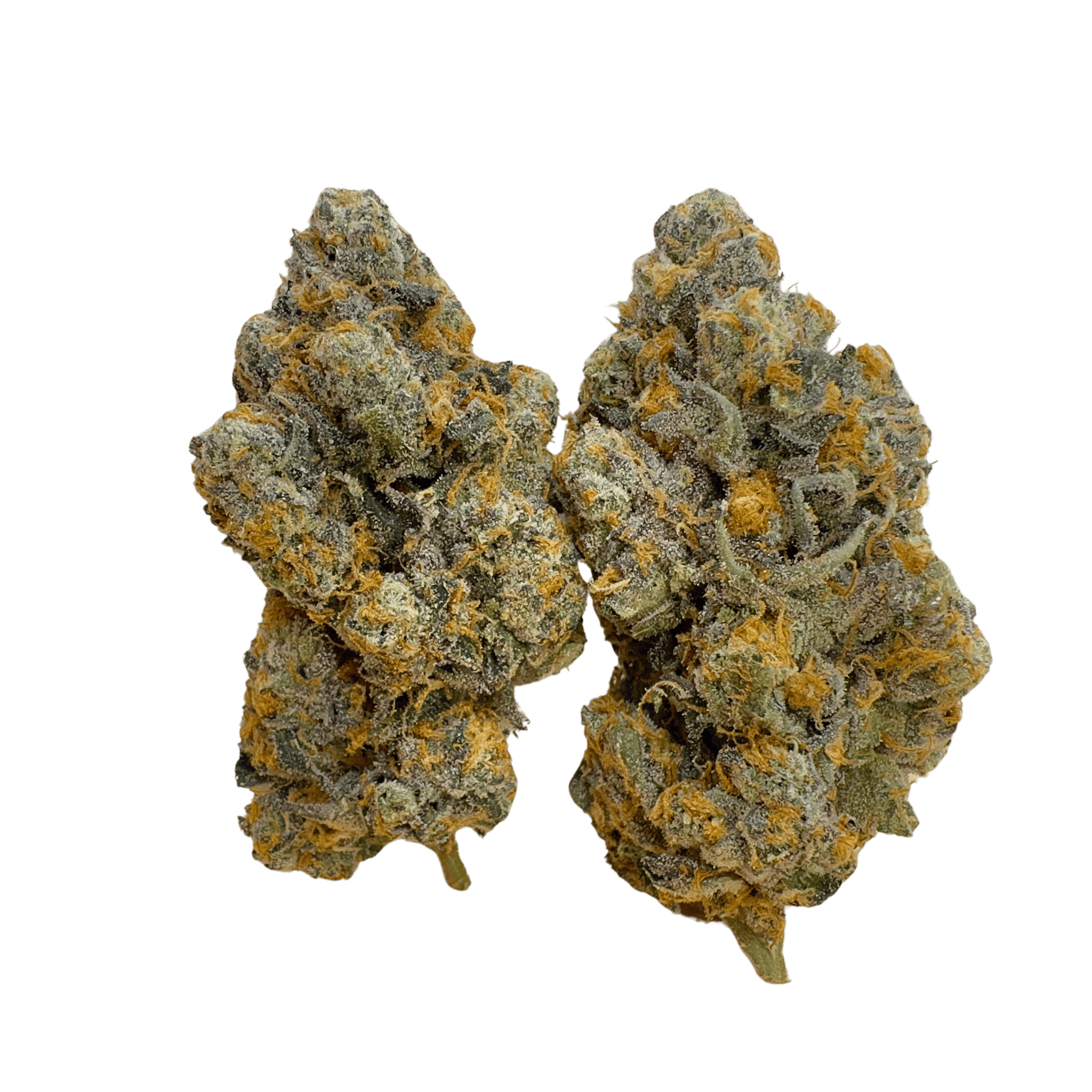 Jealousy x Biscotti High Maintenance NJ